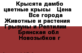 Крысята дамбо цветные крысы › Цена ­ 250 - Все города Животные и растения » Грызуны и Рептилии   . Брянская обл.,Новозыбков г.